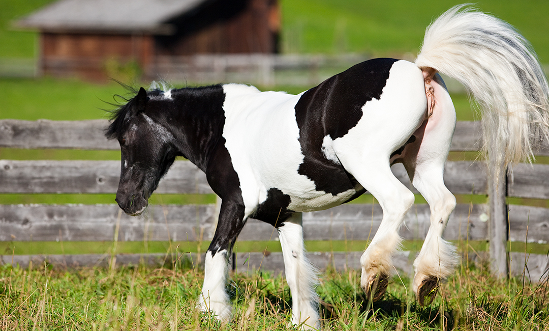 Würmer beim Pferd vorbeugen und behandeln 