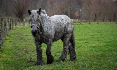 Regenekzem beim Pferd – das steckt dahinter