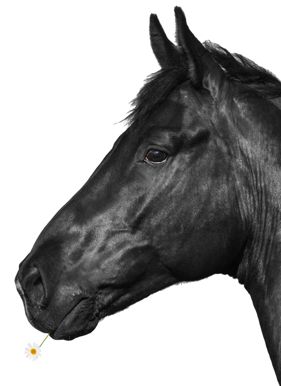 Schwarzer Pferdekopf